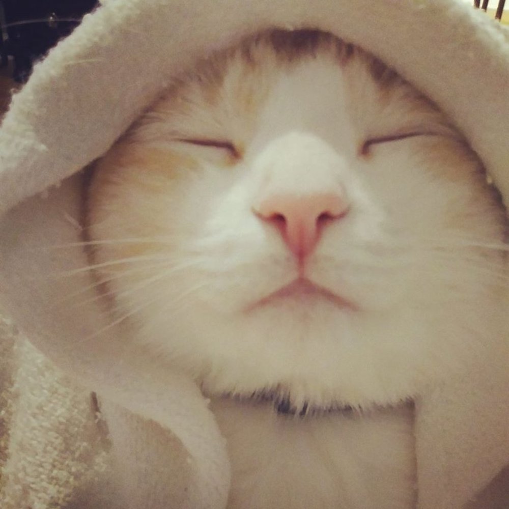 Haus Of Rabbit - Picture 3 of 8